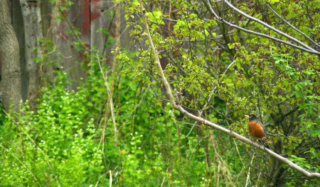 P1300262-edit-1800px Bird perched on a branch among greenery.